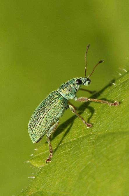 nuis