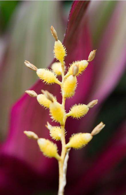 plantes g